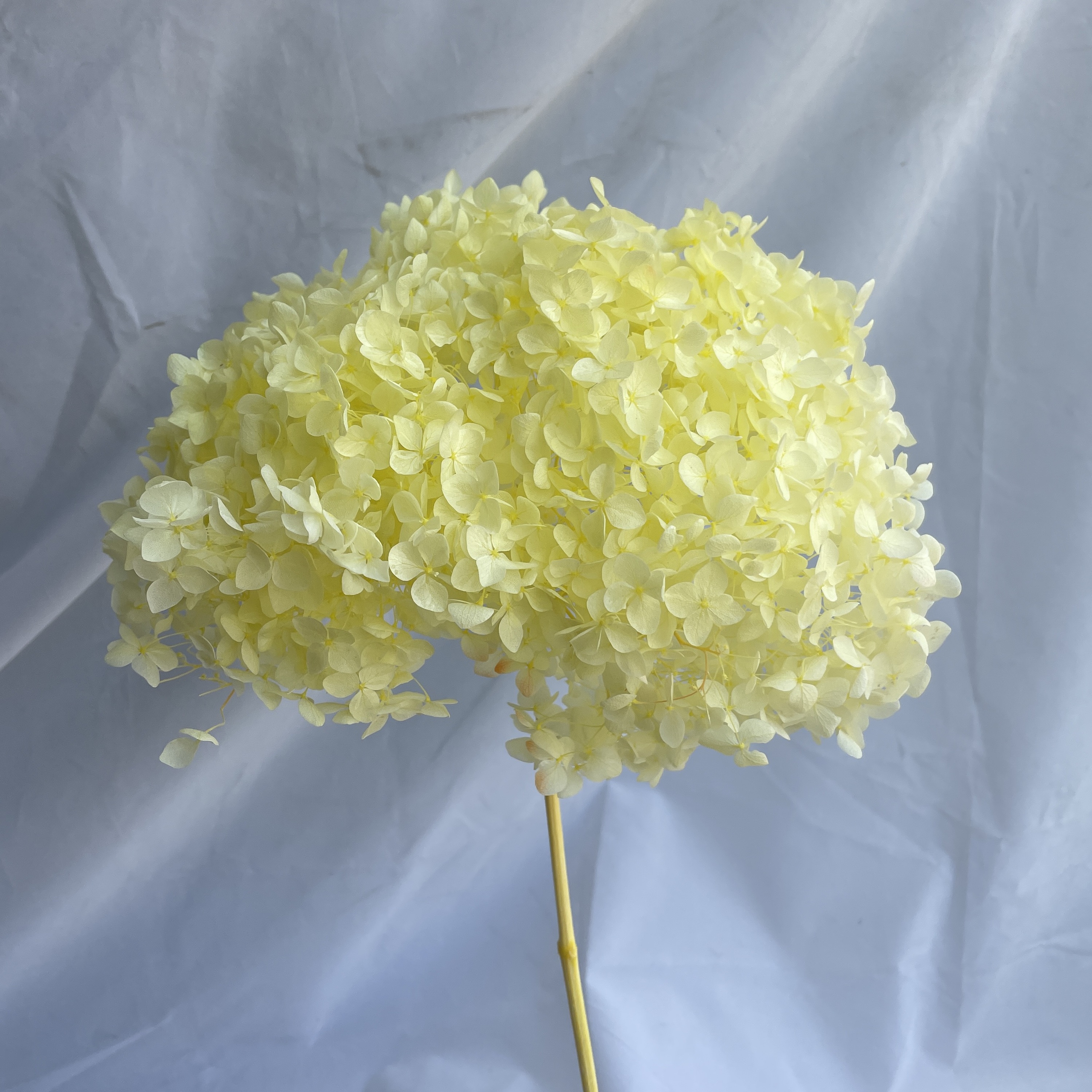 Giallo limone
