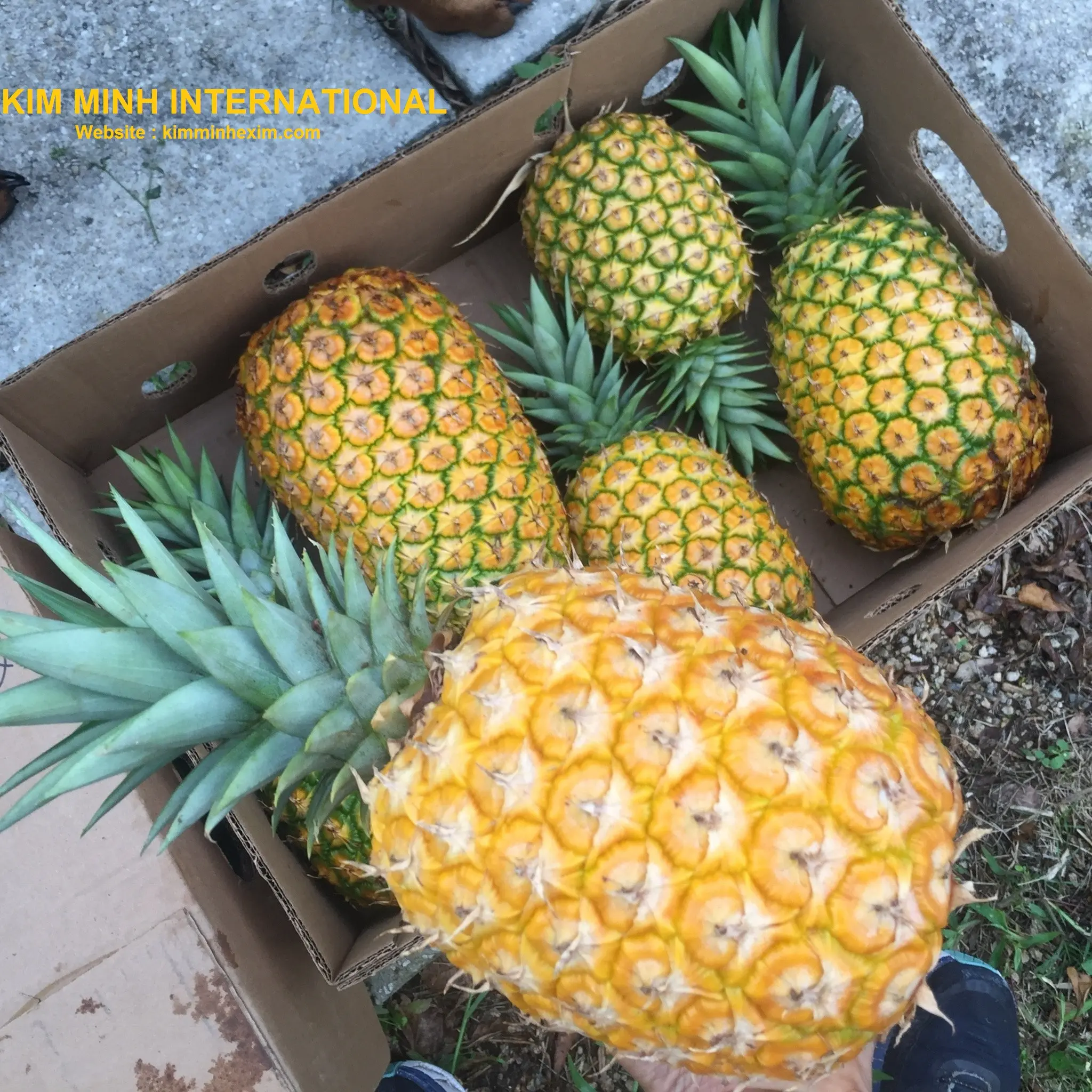 Abacaxi de frutas tropicais premium e sub-tropicais, frutas comuns de abacaxi frescas (contato com whatsapp:)