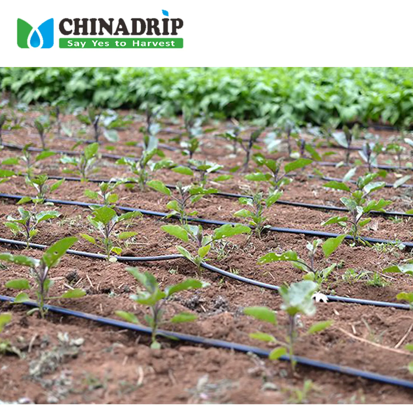 Chinadrip riego fábrica granja agrícola de agua del sistema de riego por goteo