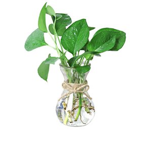 植物病害抵抗性を高める液体肥料栄養素は葉の成長を促進します