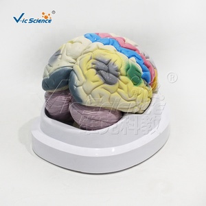 Modello anatomico del corpo umano degli organi umani modello di localizzazione funzionale della corteccia cerebrale modello di anatomia cerebrale - Product Image 3