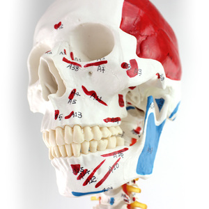 Laboratuvar öğretim modelleri 170cm insan Muscula İskelet modelleri Ligament ile PVC - Product Image 2