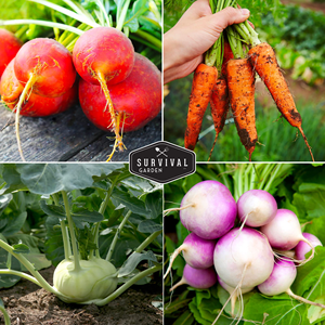 家宝オープンポリネイションセム非GMO 6パック根菜コレクションダンバーズニンジン植木鉢プランター - Product Image 1