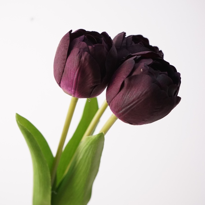Viola