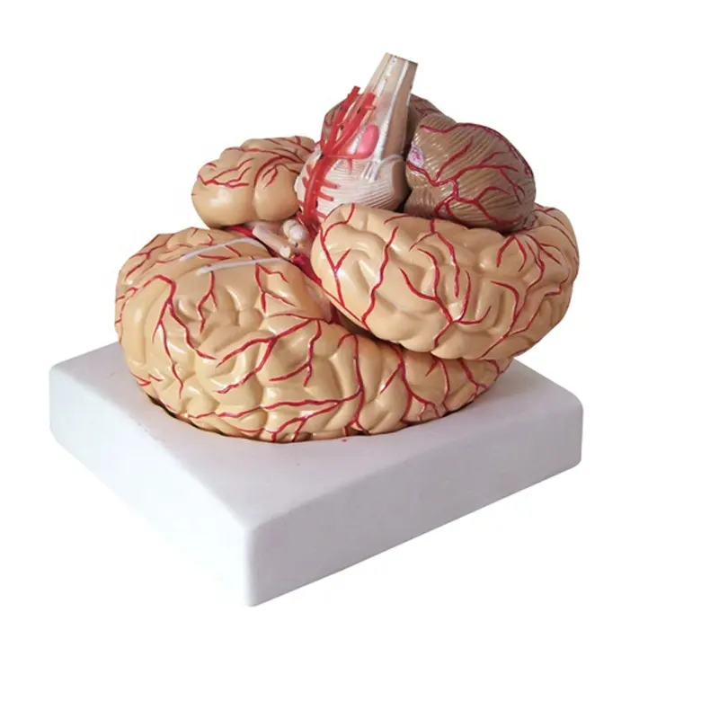 Modelo de Anatomía del cerebro humano, herramienta de enseñanza de Neurocirugía de arteria hemisférica médica