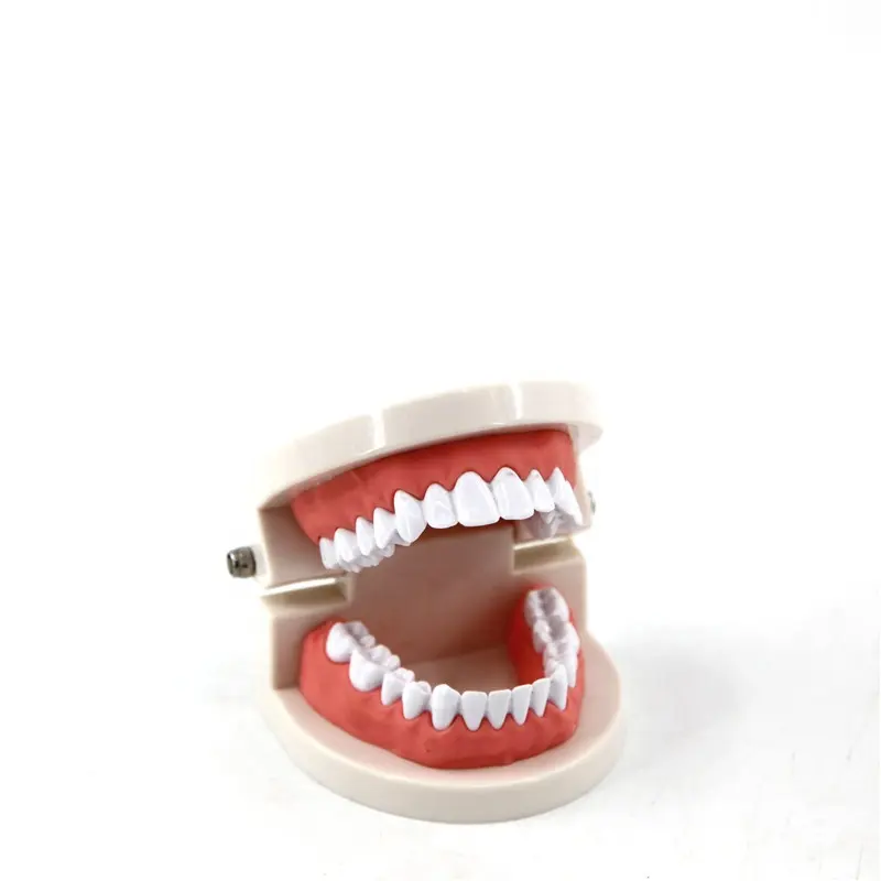 Medical piccola umani dentale dente igiene modello per modello educativo