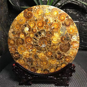 Disco de rebanada de fósiles de caracola Natural arcoíris amonita fósil piedra Caracol espécimen fósil para decoración del hogar - Product Image 1