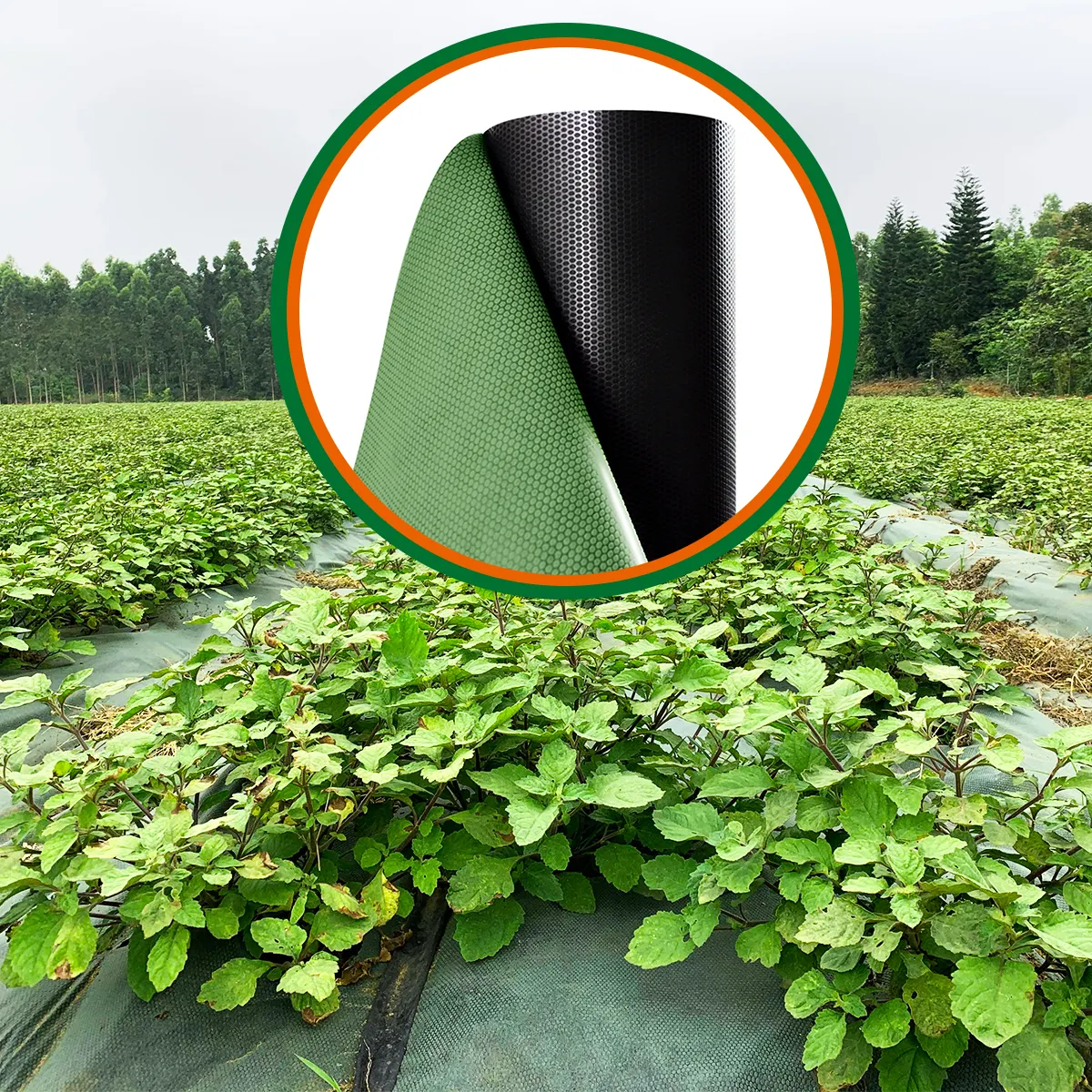 중국 저가 전문가 3.3ft x 246ft 1m x 75m 친환경 농업 잡초 방제 패브릭 매트