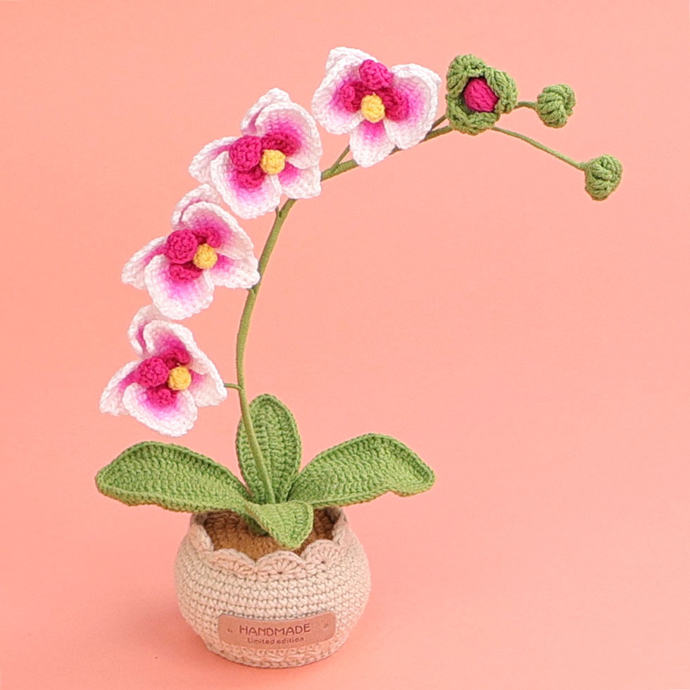 Rose red-snow five 4-head phalaenopsis in large woolen pot