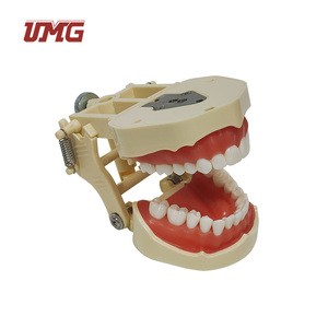Learning Resources Standard Dental <strong>Tooth</strong> Model - Product Image 5