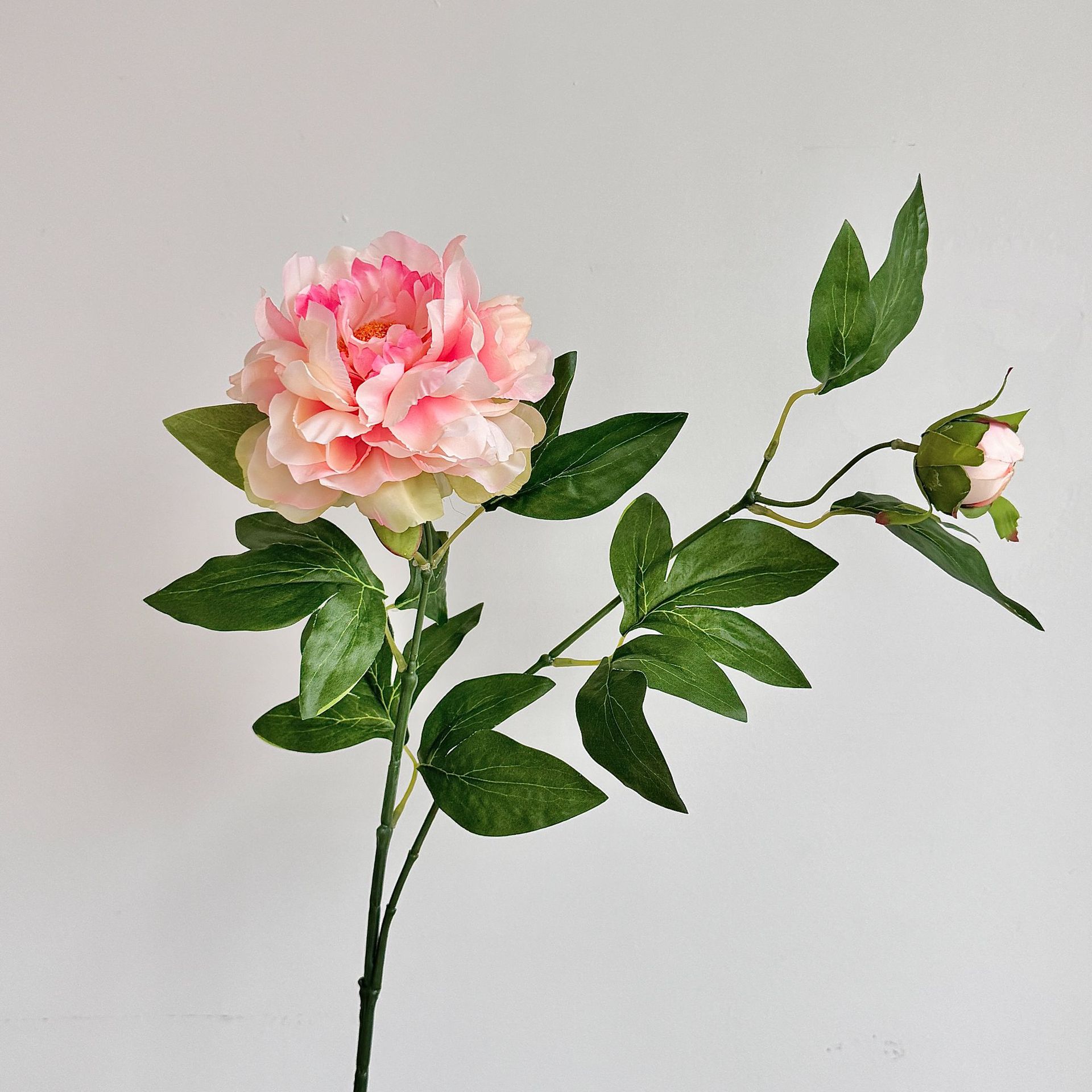 Rose champagne