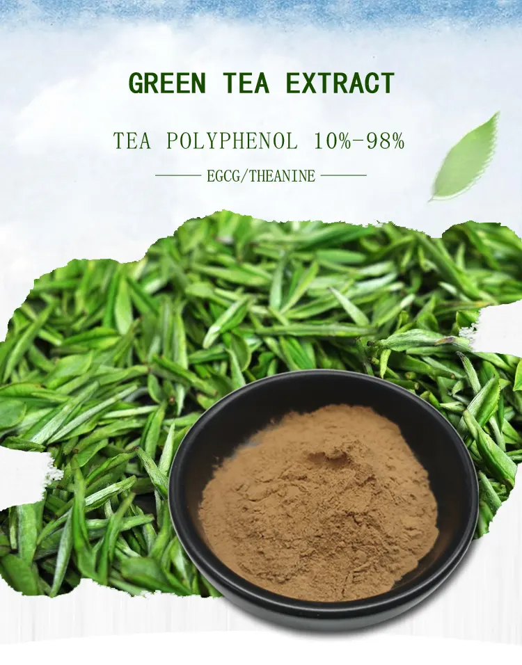 Extrato natural de chá verde epicatechin em pó polifenóis de chá