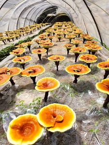 Ganoderma lucidum bào tử dầu mềm gel Viên nang Reishi bào tử dầu Softgel viên nang - Product Image 6