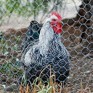 Rete metallica esagonale galvanizzata recinzione di pollo per il pollame azienda agricola rete di protezione della pianta di filo di pollo