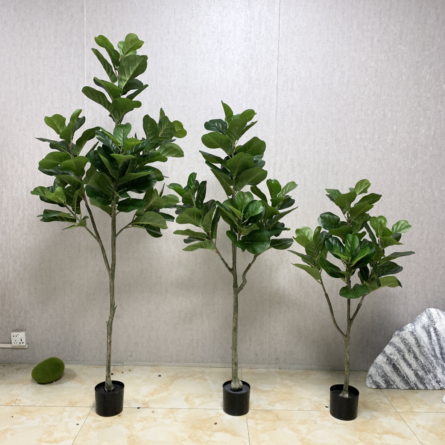 Ficus lyrata60cm