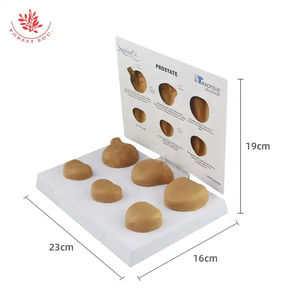 Male Prostate Anatomical Model Medical Examination <strong>Palpation</strong> Exercise Model Prostate Pathology Comparison Model - Product Image 5