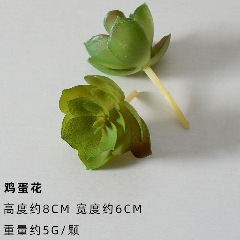 Franthemum (hoja de manzana)