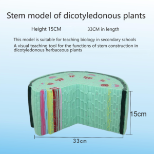 Monocot Vs Dicot Stem Modelo comparativo-Ayuda didáctica de biología para laboratorio escolar | Pantalla de estructura anatómica con soporte - Product Image 5