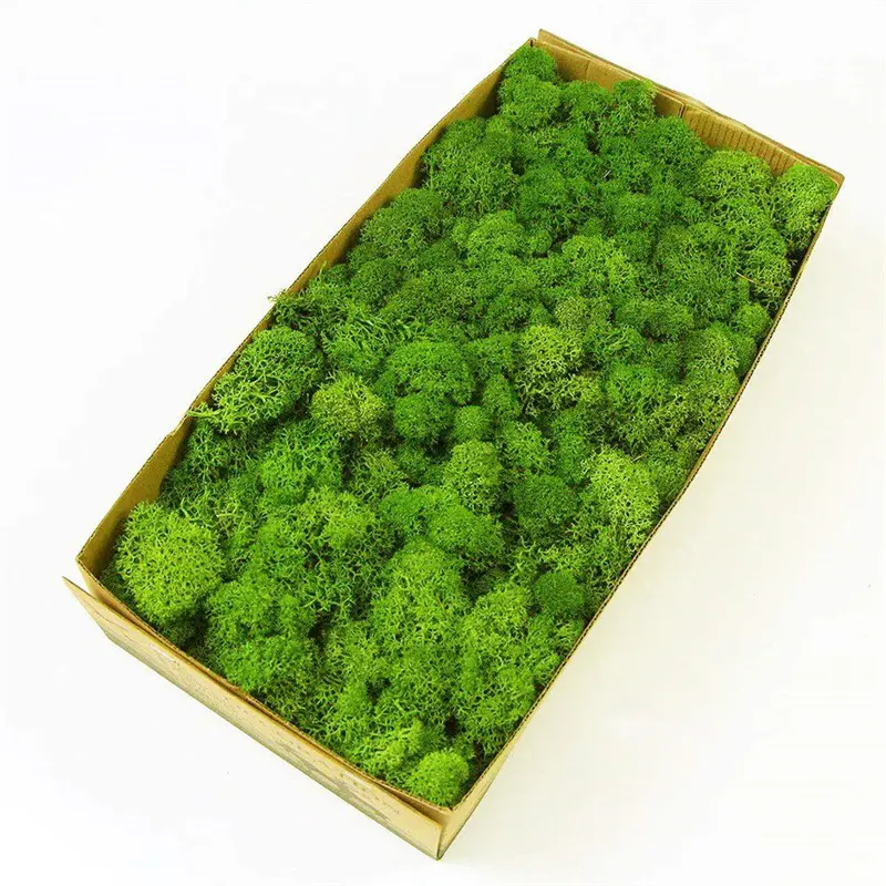 Renne préservé artisanat mousse vert naturel 02 Kit de bricolage Terrariums jardin Art mur plantes préservées mousse