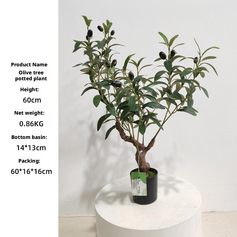 60cm olive tree