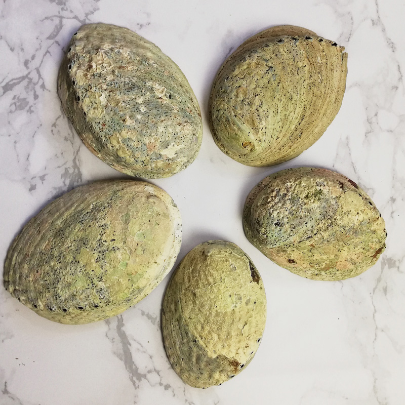 raw abalone shell