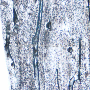 Portaobjetos de microscopio de histología humana preparada para enseñanza de ciencias médicas - Product Image 3