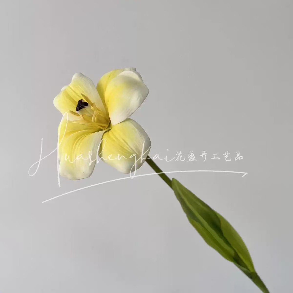 Tulipe souriante