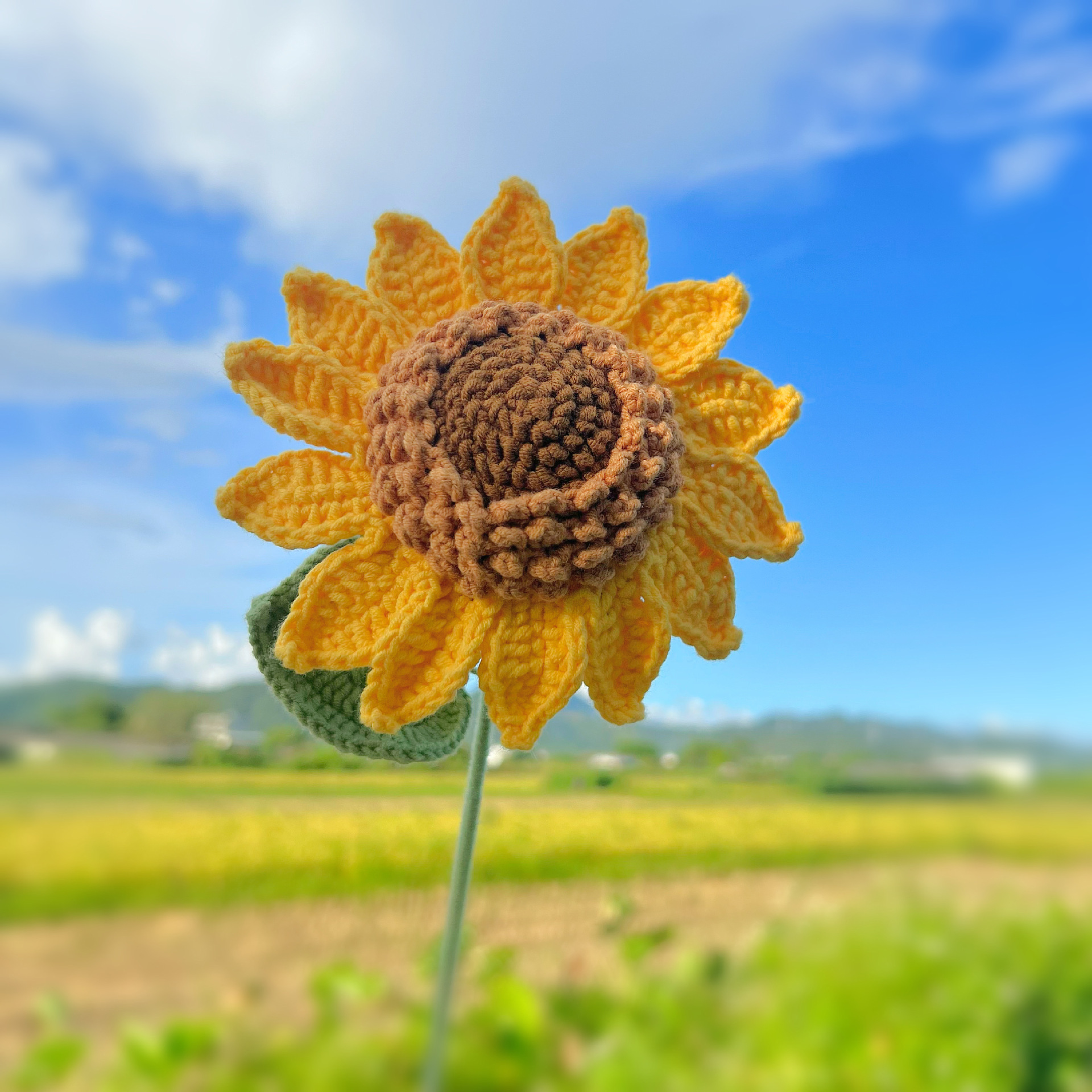 Girasol multicosecha de una sola capa