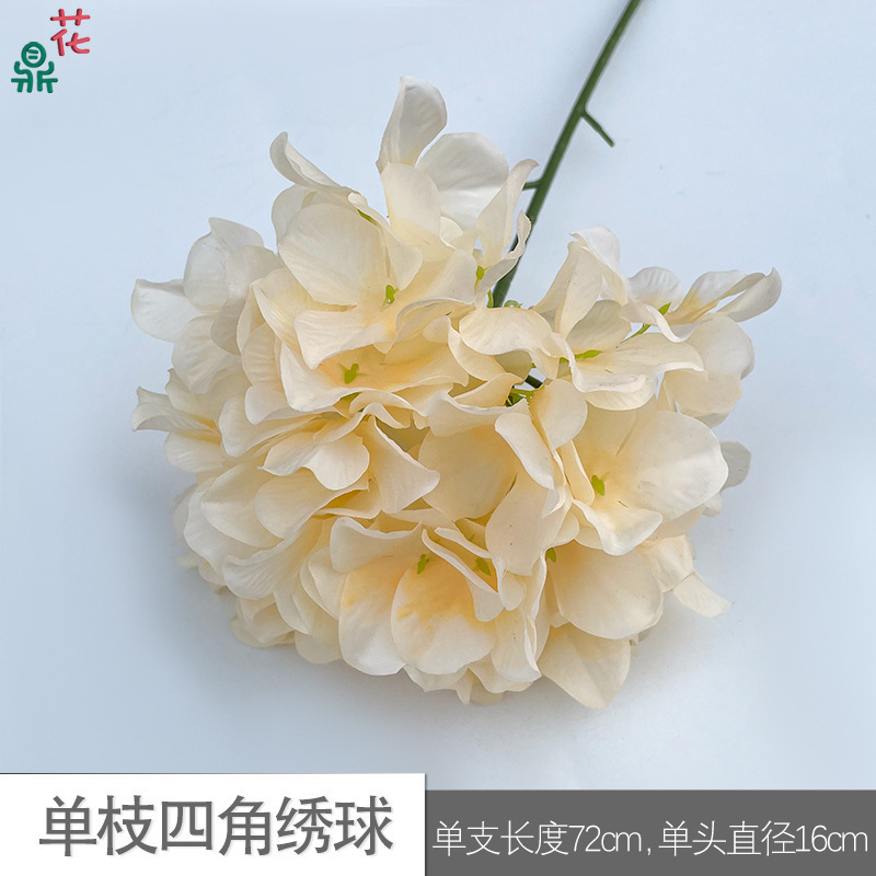 Monoclonal hydrangea MYT Champagne