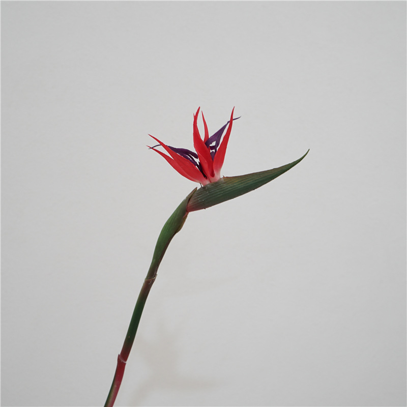 Petit oiseau de paradis rouge