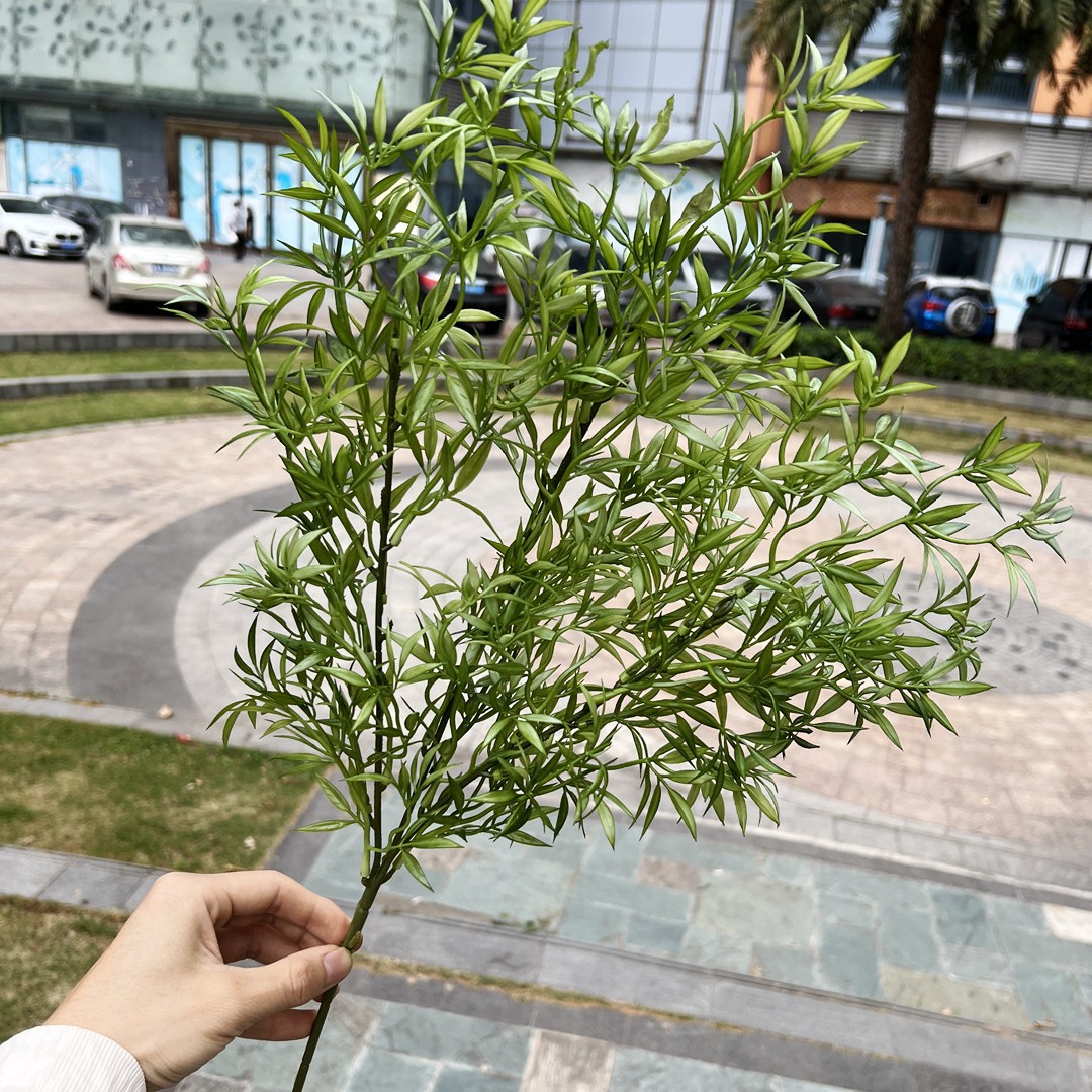 Herbe Zoysia verte