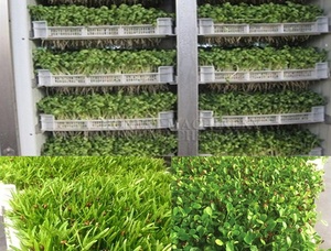 <strong>Easy</strong> Operation Bean <strong>Sprout</strong> Growing Equipment / Bean Automatic <strong>Sprout</strong> Process Machine / Seed Germination Chamber