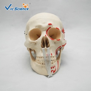 PVC 3Parts Life-Size <strong>Human</strong> Skull Model Painted Muscles Skull Teaching Model