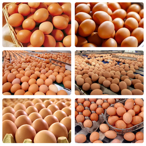 Gia cầm fowl Gà Thịt tăng cân vitamin bổ sung tăng trưởng tăng cường thức ăn phụ gia cho gà - Product Image 6