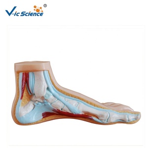 Bilim anatomisi modelleri normal düz ve kemerli ayak anatomisi modeli İnsan vücudu anatomisi 3d model beyin biyoloji için - Product Image 3
