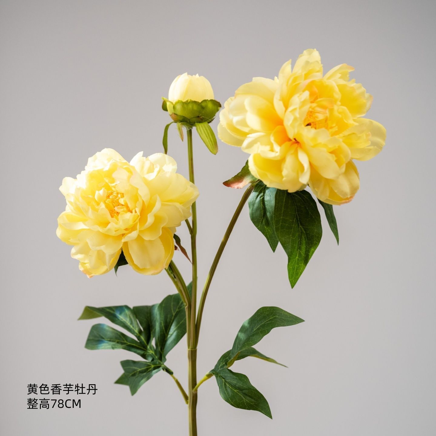 Pivoine Taro jaune