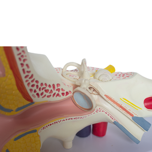 चिकित्सा विज्ञान शिक्षा के लिए पालतू और पीसी में नर्स प्रशिक्षण गुड़िया शारीरिक मॉडल - Product Image 3