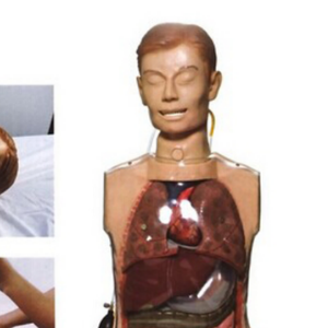 Ada โมเดลล้างท้องใสอเนกประสงค์สอนทางการแพทย์แบบจำลองล้างท้องโปร่งใส - Product Image 6