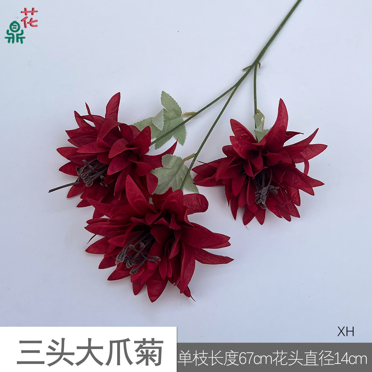 Chrysanthème XH Rouge Vin, Griffe de Géant à Trois Têtes