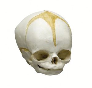 Kyrenmed mô hình sọ thai nhi Mô hình giải phẫu sọ y tế thai nhi <span class=keywords><strong>40</strong></span> Tuần Mô Hình Bộ Xương modelo de craneo thai nhi - Product Image 5