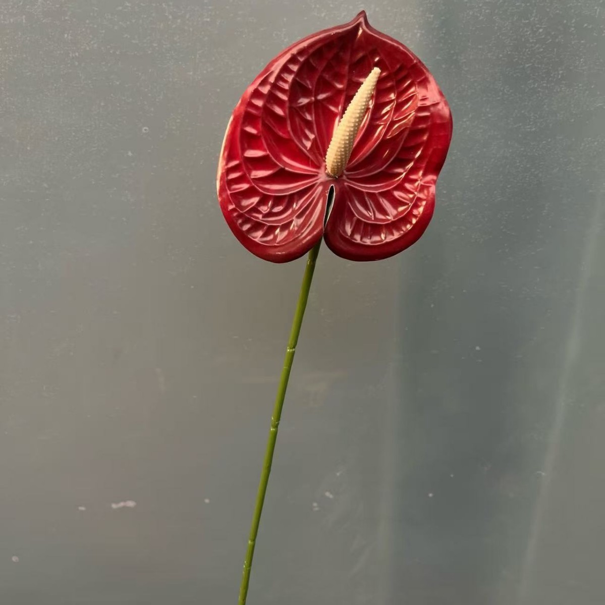 11# Anthurium rosso