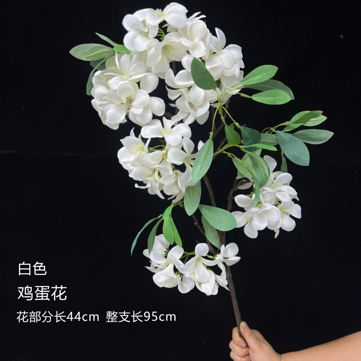 Plumeria-blanc