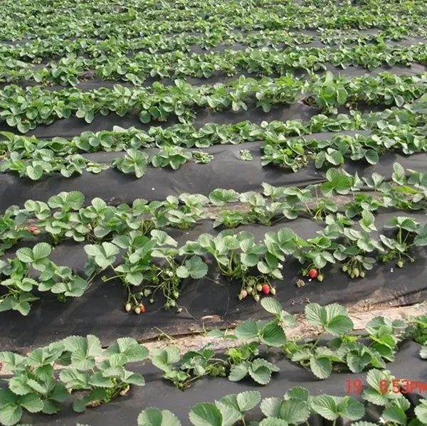 Película de plástico de alta qualidade pe da agricultura