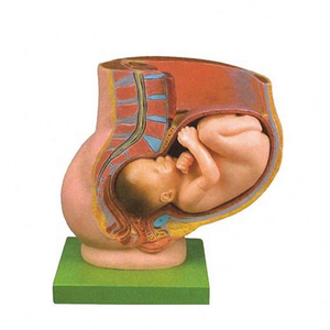 Meidcal教育女性繁殖システム解剖学的モデル妊娠中、成熟した<span class=keywords><strong>Fetus</strong></span>を伴う妊娠骨盤-教育用の2つの部分