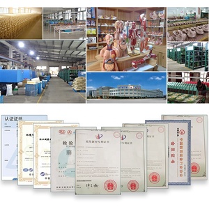 รูปแบบการสอนแบบจำลองการบรรเทาระบบประสาทของมนุษย์ PVC ขั้นสูง