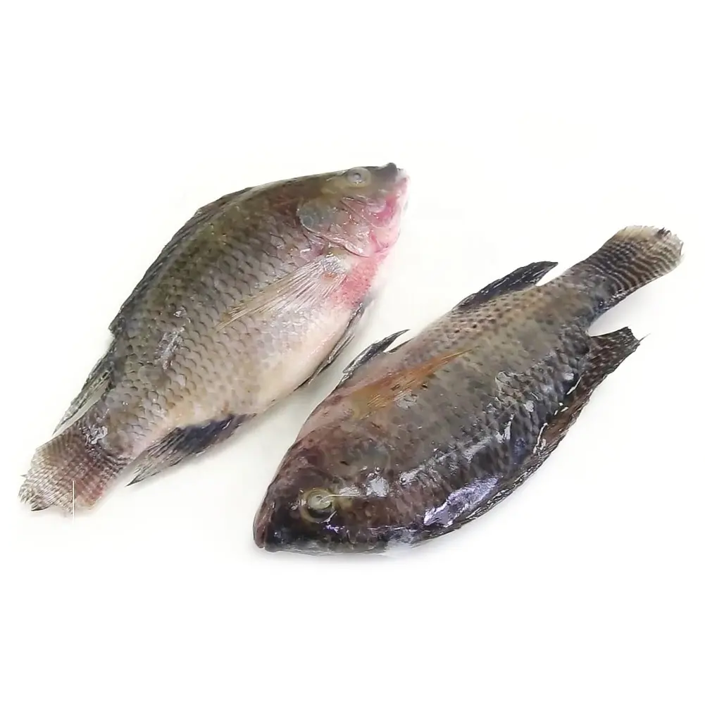 Afrika gıda dondurulmuş taze tilapia 10kg/ctn toptan fiyat acultura tilapia