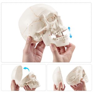 Teaching Resources Life-size <strong>Human</strong> Skull Model <strong>3</strong> Part Laboratory Removable Skull Articulated Model