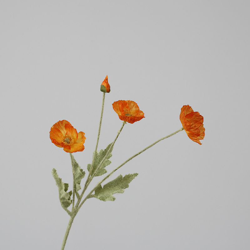 LT naranja