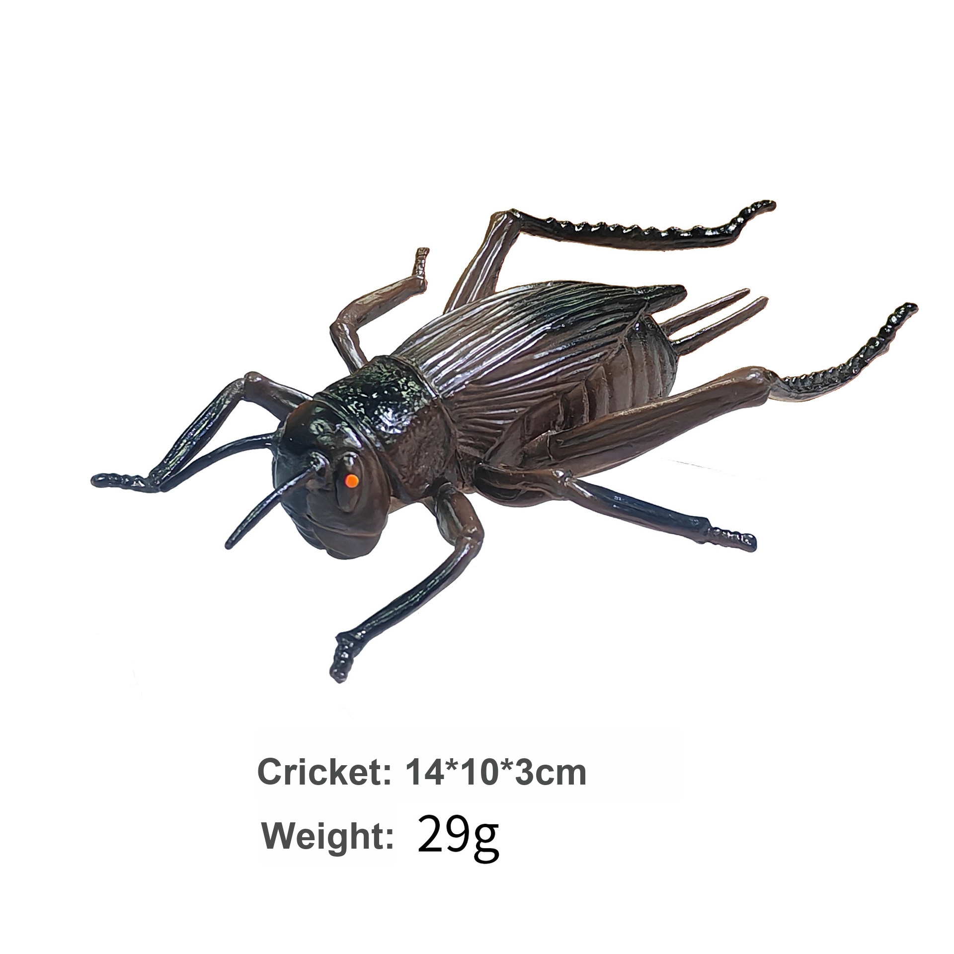 Cricket coloré
