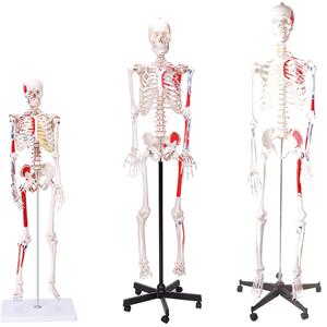 Dayanıklı PVC malzemeden yapılmış biyolojik laboratuvar öğretimi için Ligament doğa boyutu ile 170cm insan iskelet modeli - Product Image 6